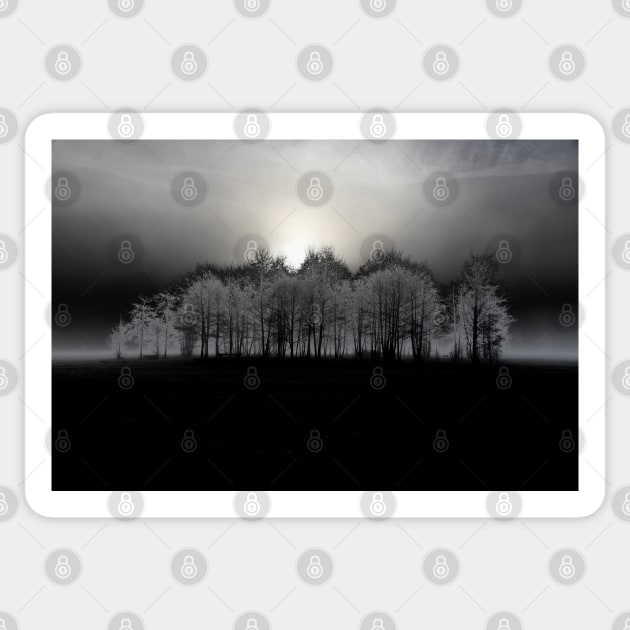 Dark forest Sticker by Wolf Art / Swiss Artwork Photography